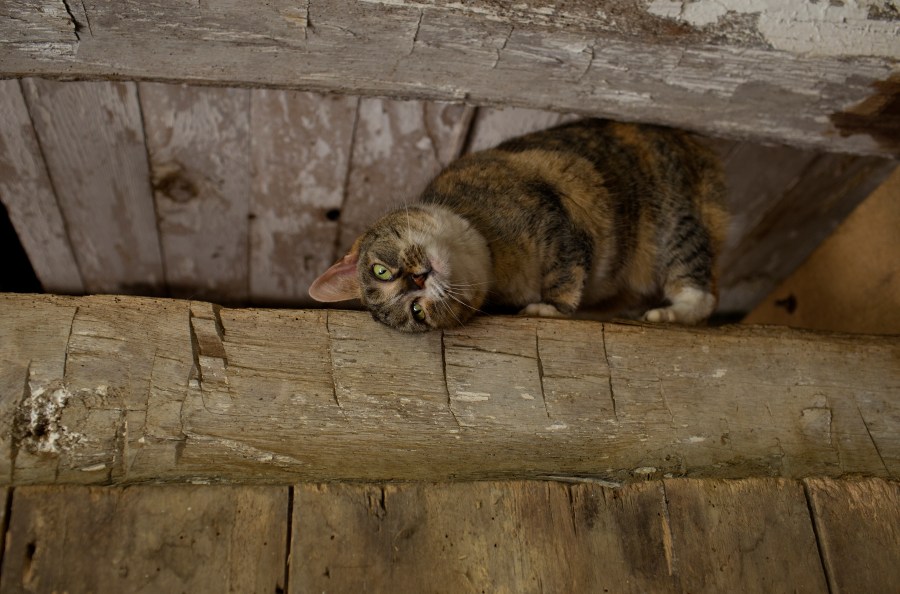 A barn cat asks for attention.