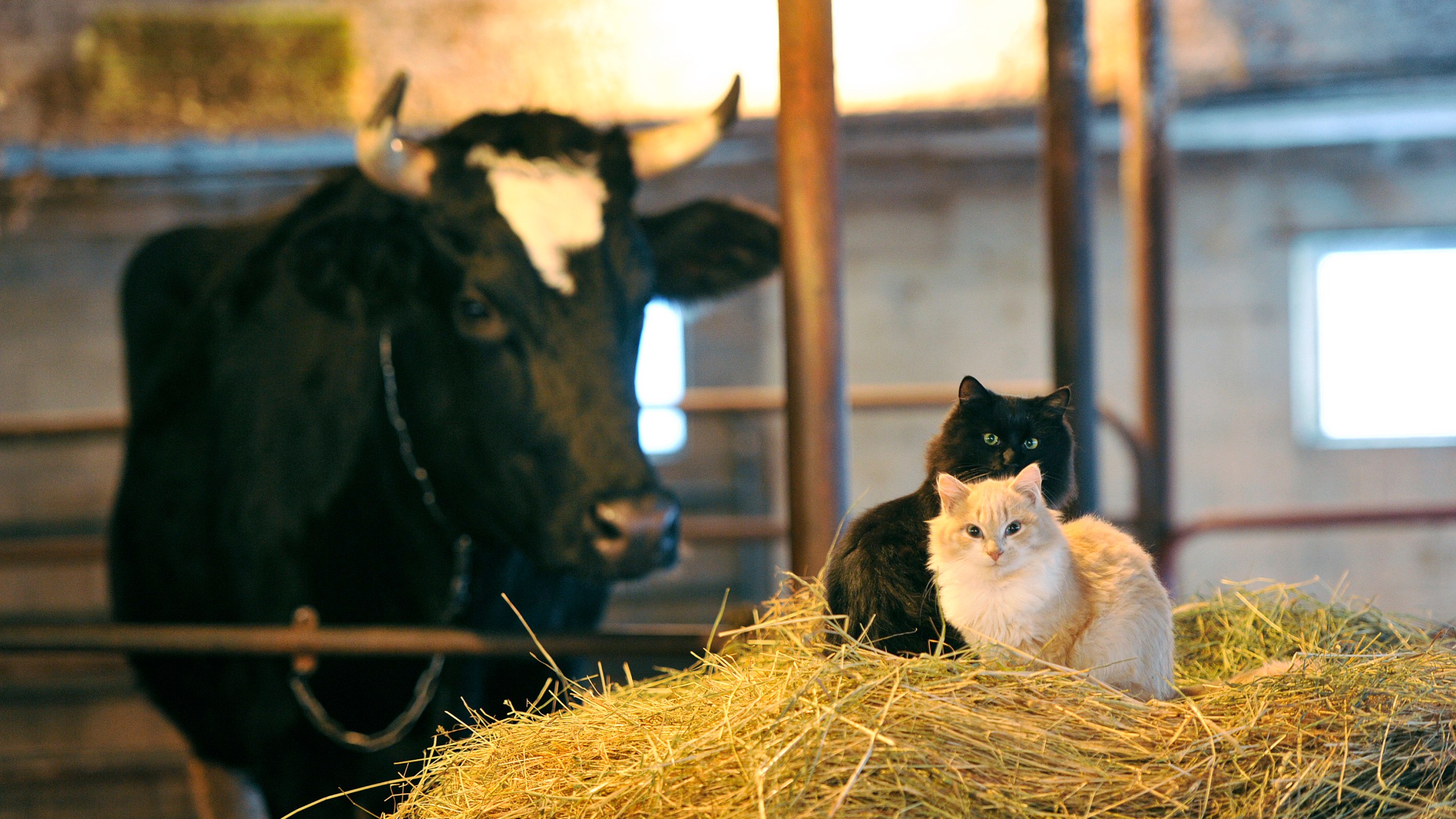 Barnyard cats rest on a bail of hay at Hall Farms in East Dixfield Thursday, December 8, 2016.