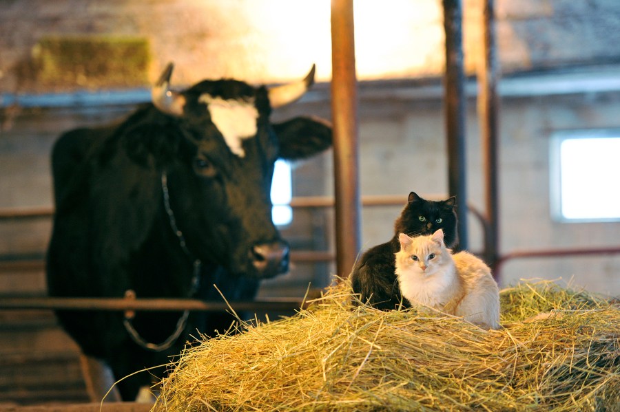 Barnyard cats rest on a bail of hay at Hall Farms in East Dixfield Thursday, December 8, 2016.