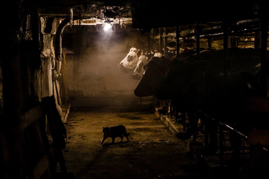 A cat walking in a barn is pictured.