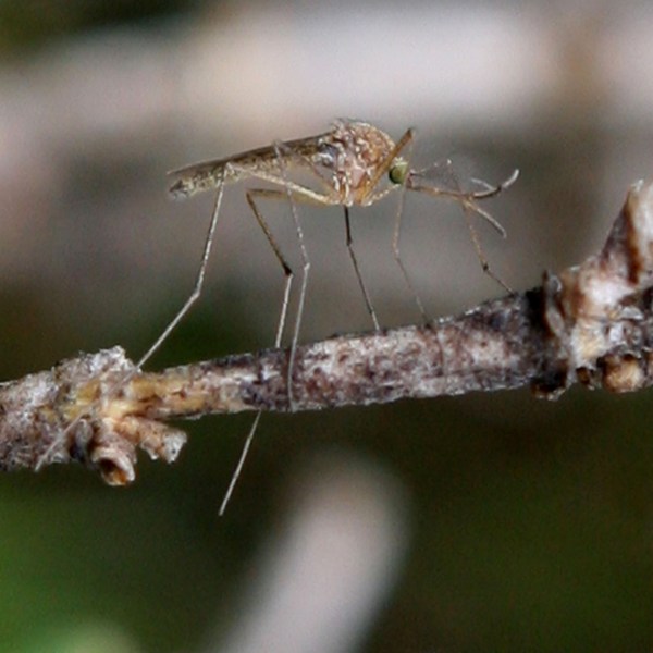 A picture of a mosquito on a branch.