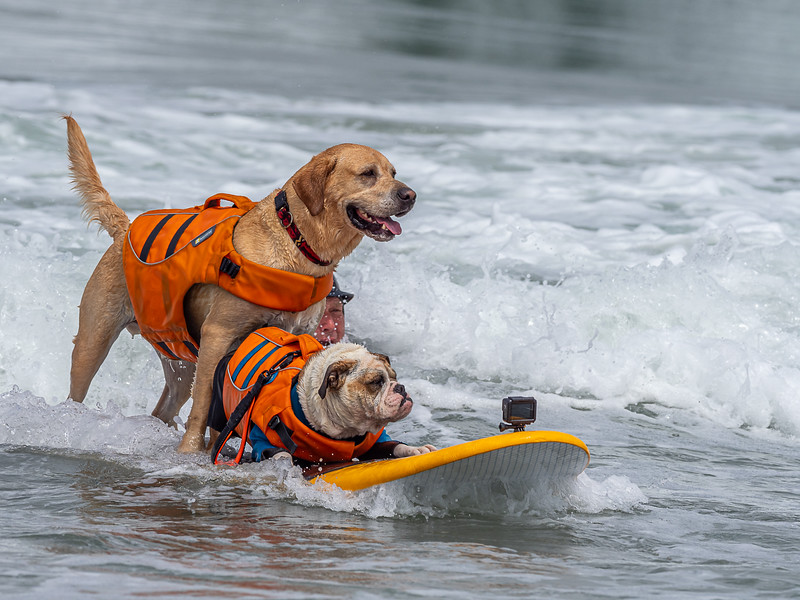 Dog surfing