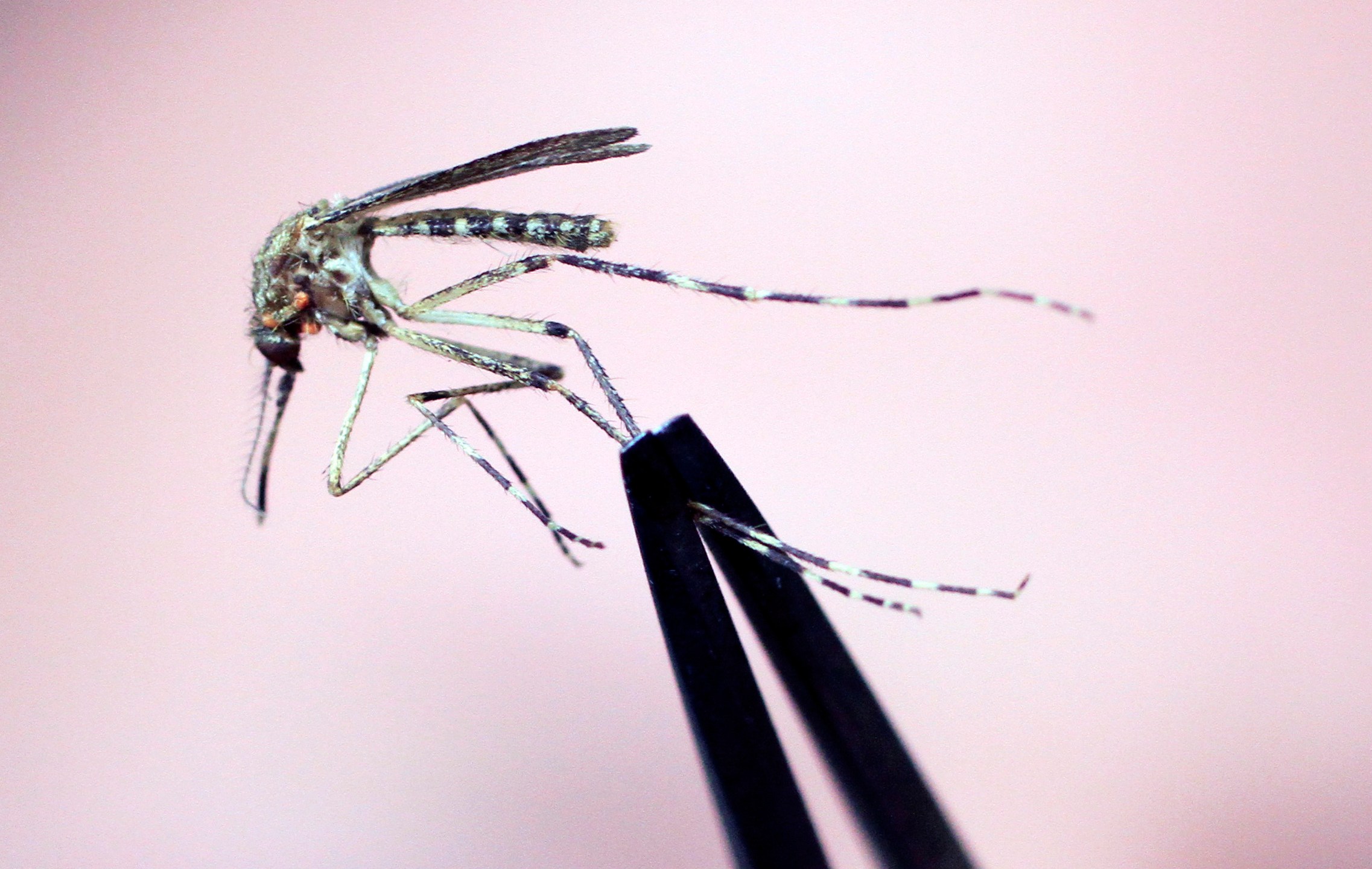 FILE — A Cattail mosquito is held up for inspection Wednesday, Sept. 8, 2010, at the Maine Medical Center Research Institute, in South Portland, Maine. (AP Photo/Pat Wellenbach, File)