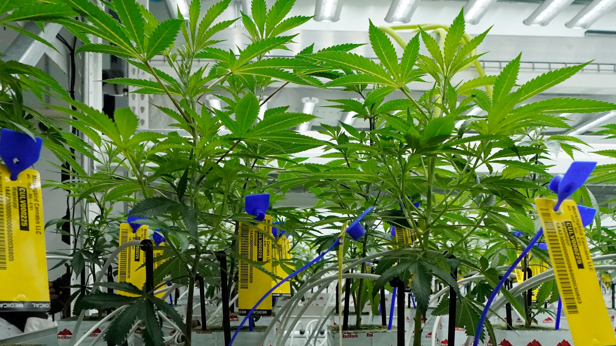 FILE - Young marijuana plants that have state mandated identification tags are shown in the indoor growing facility of Mockingbird Cannabis in Raymond, Miss., Friday, Jan. 20, 2023. (AP Photo/Rogelio V. Solis, File)