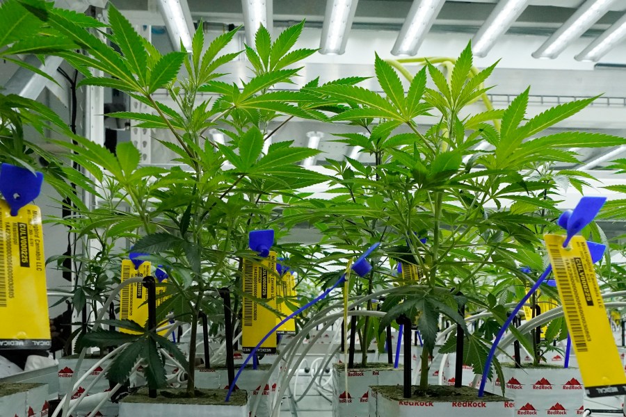 FILE - Young marijuana plants that have state mandated identification tags are shown in the indoor growing facility of Mockingbird Cannabis in Raymond, Miss., Friday, Jan. 20, 2023. (AP Photo/Rogelio V. Solis, File)