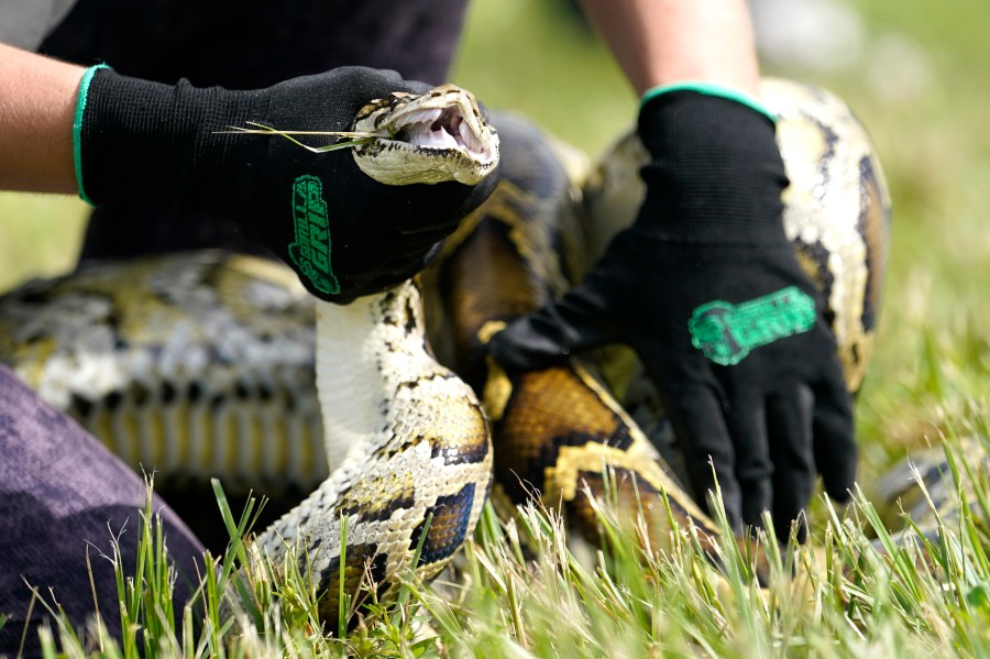 FILE - A Burmese python is held during a safe capture demonstration at a media event for the 2022 Florida Python Challenge, June 16, 2022, in Miami. (AP Photo/Lynne Sladky, File)