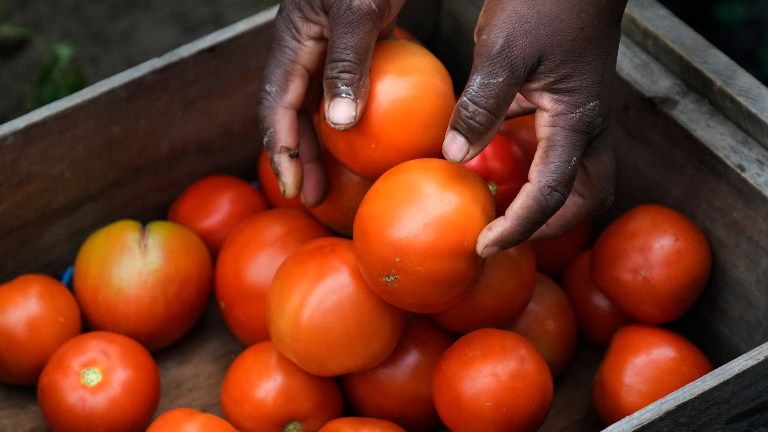 Farmer Alsi Yussuf, a refugee from Somalia, places freshly picked tomatoes from her greenhouse into a carrying box before they are cleaned and packaged at Fresh Start Farm, Aug. 19, 2024, in Dunbarton, N.H. (AP Photo/Charles Krupa)