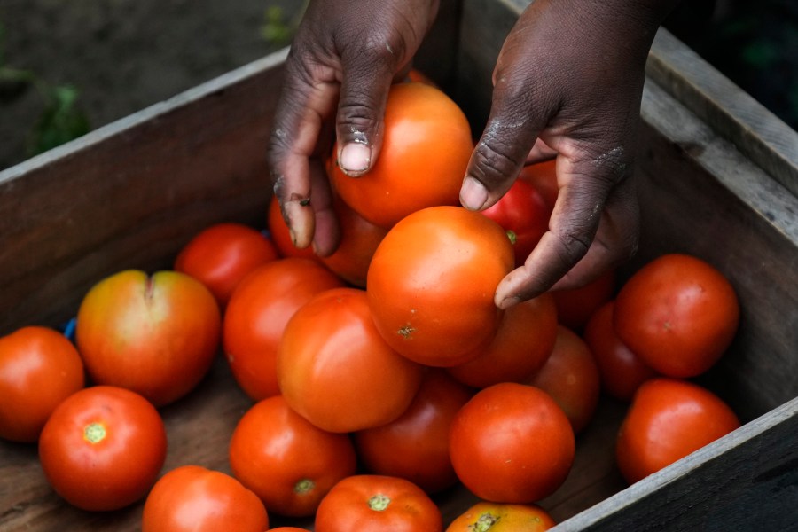 Farmer Alsi Yussuf, a refugee from Somalia, places freshly picked tomatoes from her greenhouse into a carrying box before they are cleaned and packaged at Fresh Start Farm, Aug. 19, 2024, in Dunbarton, N.H. (AP Photo/Charles Krupa)