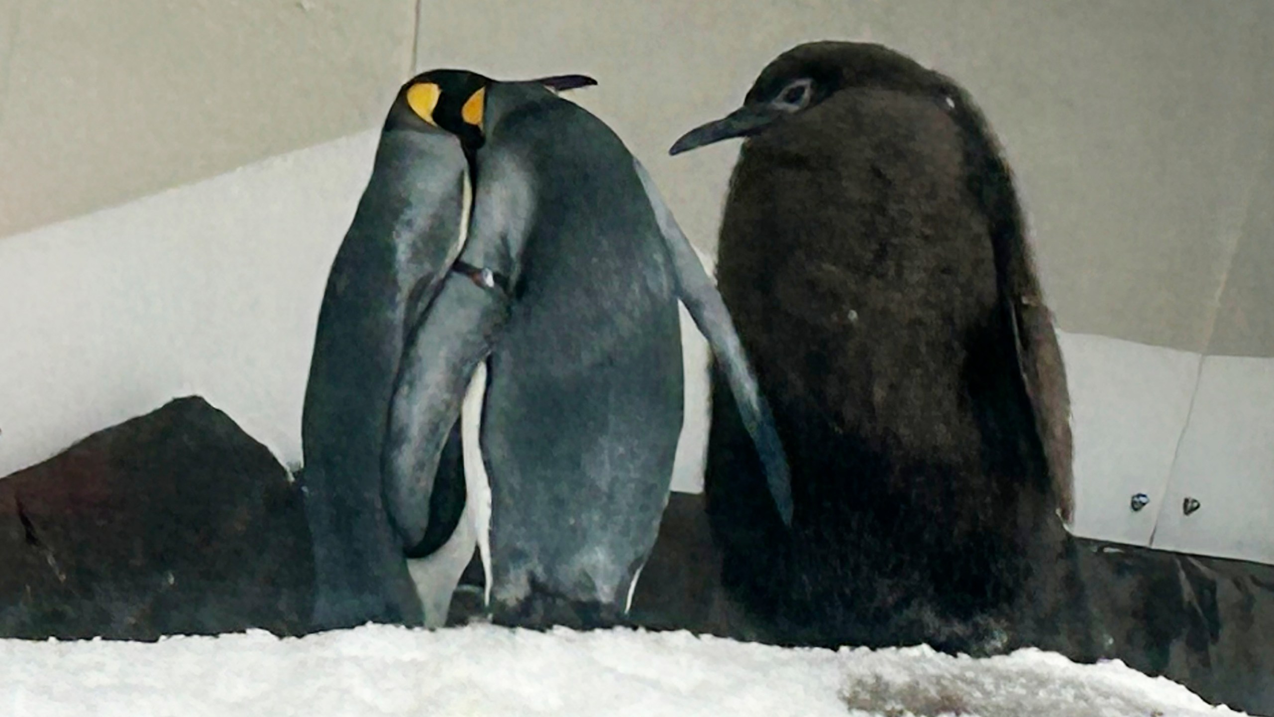 Pesto, right, a huge king penguin chick who weighs as much as both his parents combined, mingles in his enclosure at Sea Life Melbourne Aquarium, Friday, Sept. 20, 2024, and has become a social media celebrity and a star attraction at the aquarium. (AP Photo/Rod McGuirk)