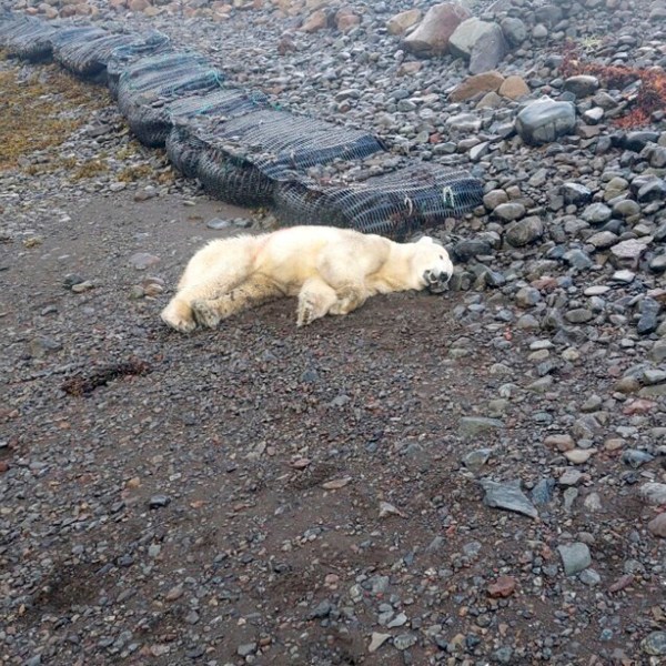 This handout photo shows a polar bear that was shot by the police after being considered a threat to people nearby, authorities said, in Westfjords, Iceland, Thursday Sept. 19, 2024. The bear was shot near a summer home in the Westfjords in the north west tip of Iceland. (Ingvar Jakobsson via AP)