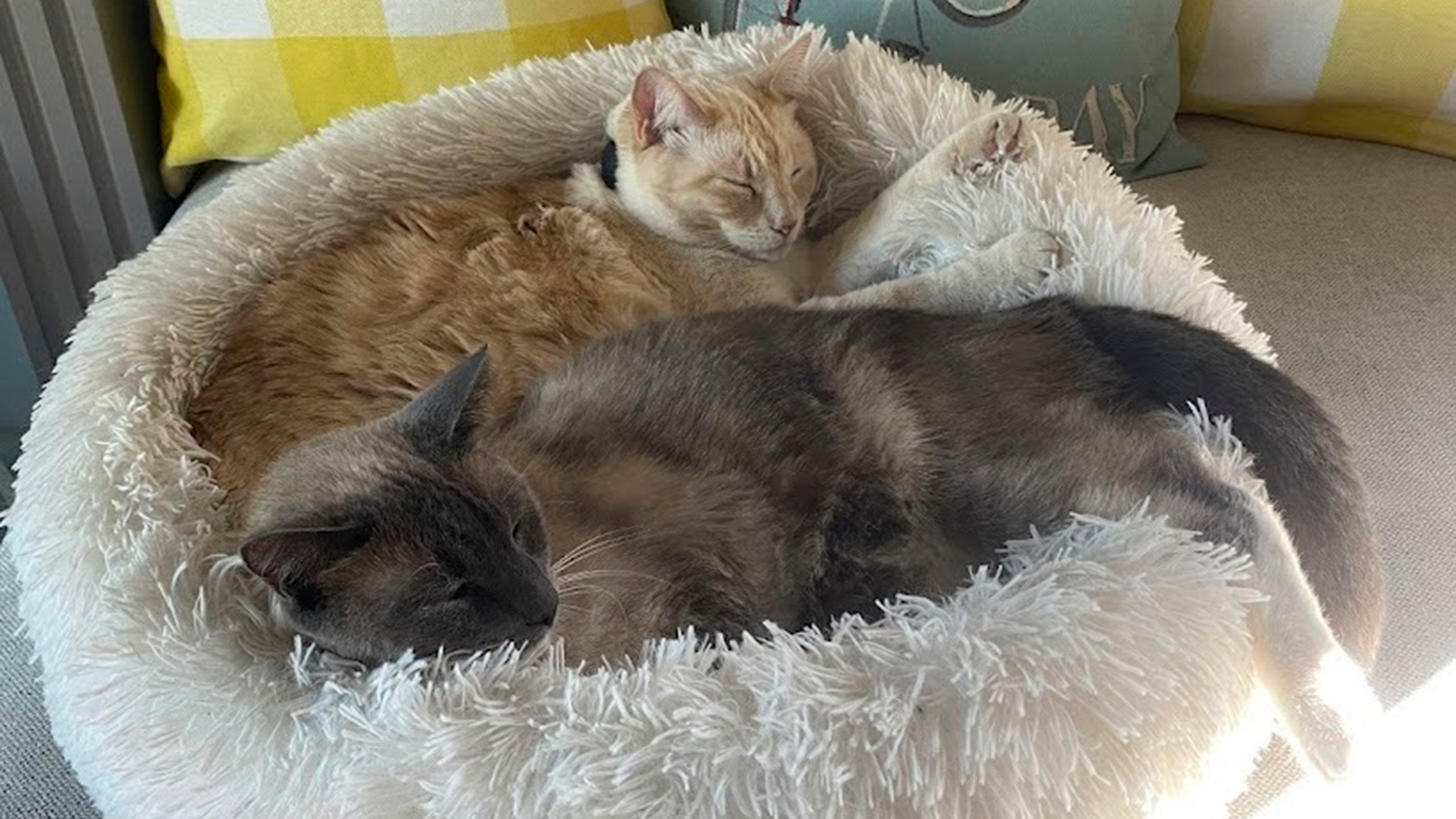 This photograph provided by Susanne Anguiano shows her cats Rayne Beau and Starr Jasmyn snuggling in Salinas, Calif., Sept. 10, 2024. During a road trip to Yellowstone National Park in June, Rayne Beau ran away from Anguiano's camper and his owners were unable to find him. Two months and nearly 900 miles later, the cat was found back in California and was reunited with his family. (Susanne Anguiano via AP)