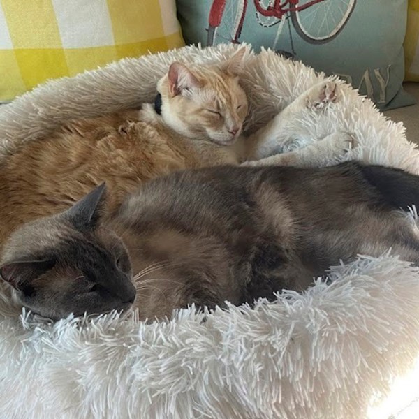 This photograph provided by Susanne Anguiano shows her cats Rayne Beau and Starr Jasmyn snuggling in Salinas, Calif., Sept. 10, 2024. During a road trip to Yellowstone National Park in June, Rayne Beau ran away from Anguiano's camper and his owners were unable to find him. Two months and nearly 900 miles later, the cat was found back in California and was reunited with his family. (Susanne Anguiano via AP)