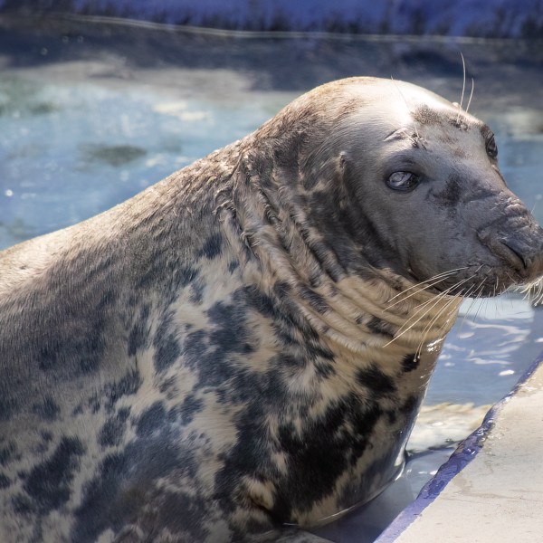 In this undated image made available by Cornish Seal Sanctuary shows Sheba the seal at the Cornish Seal Sanctuary in Gweek, south west England. (Barry Williams/Cornish Seal Sanctuary via AP)