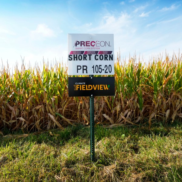 Short corn is seen in one of farmer Cameron Sorgenfrey's fields, Monday, Sept. 16, 2024, in Wyoming, Iowa. (AP Photo/Charlie Neibergall)