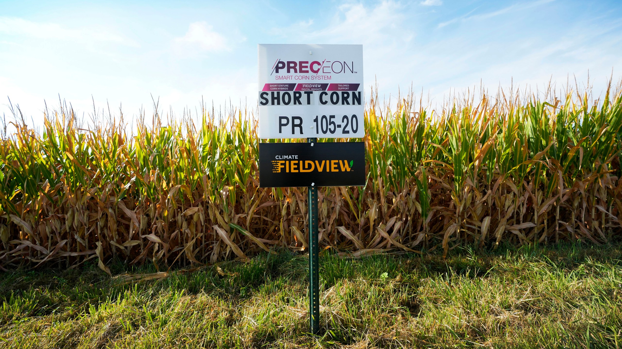 Short corn is seen in one of farmer Cameron Sorgenfrey's fields, Monday, Sept. 16, 2024, in Wyoming, Iowa. (AP Photo/Charlie Neibergall)