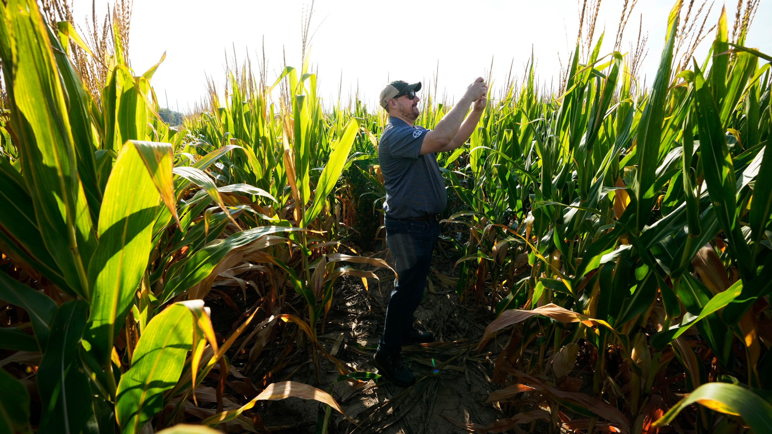 Bayer Crop Science spokesman Brian Leake takes a photo as he stands among short corn in a field, Monday, Sept. 16, 2024, in Wyoming, Iowa. (AP Photo/Charlie Neibergall)