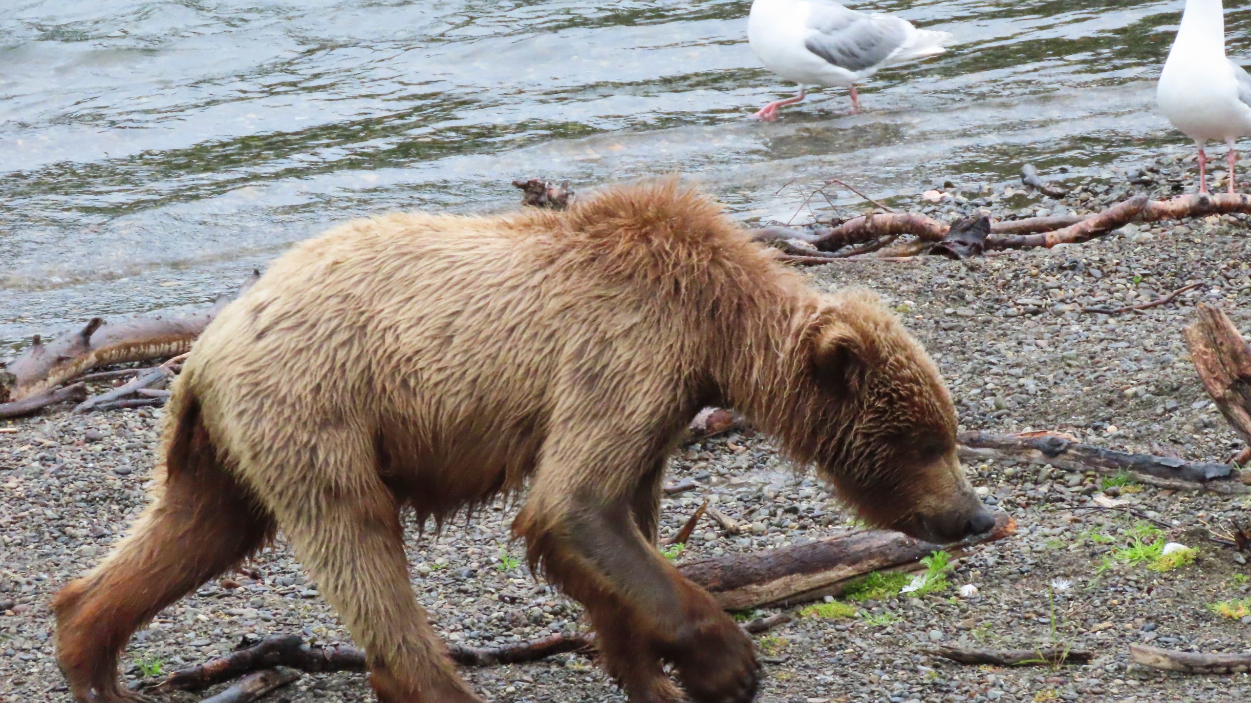 This image provided by the National Park Service shows 910's cub at Katmai National Park in Alaska on July 4, 2024. (T. Carmack/National Park Service via AP)