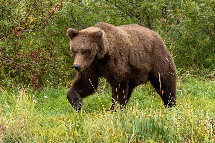 This image provided by the National Park Service shows 909 Jr. at Katmai National Park in Alaska on Sept. 12, 2024. (C. Cravatta/National Park Service via AP)