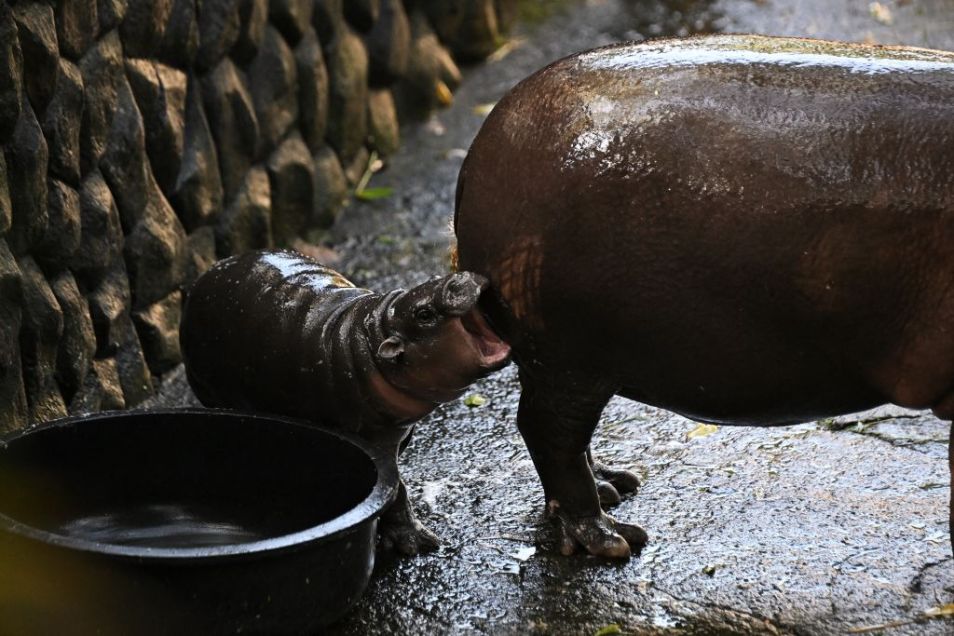 Moo deng: Thai baby hippo internet star