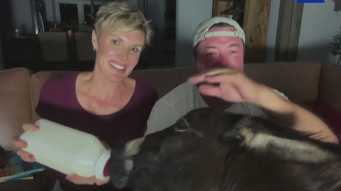 Sara Weldon and her husband Rick Bass braced for Hurricane Milton with their baby donkey and other animals.