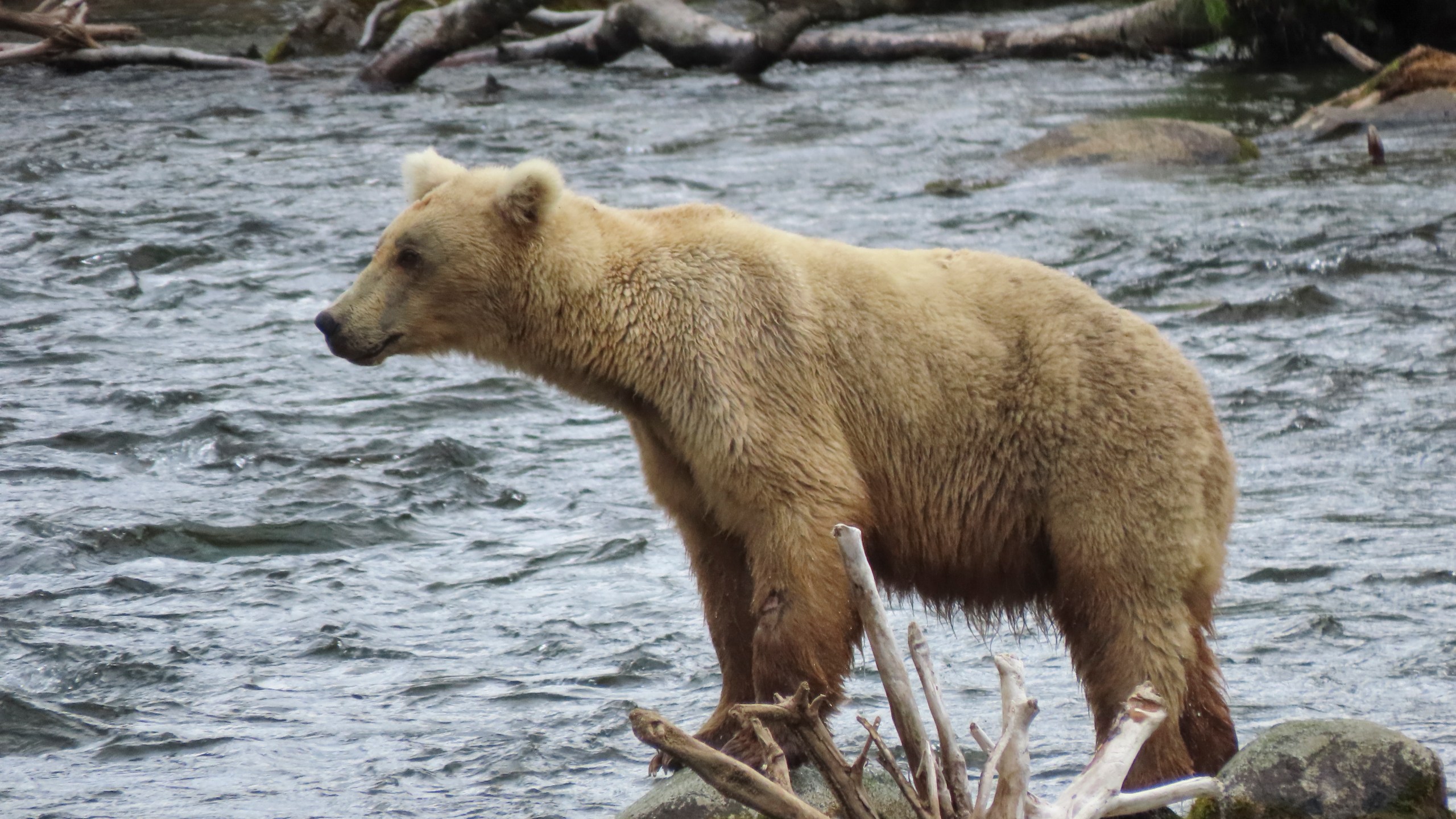 This image provided by the National Park Service shows bear bear 128 Grazer at Katmai National Park in Alaska on July 12, 2024. (T. Carmack/National Park Service via AP)