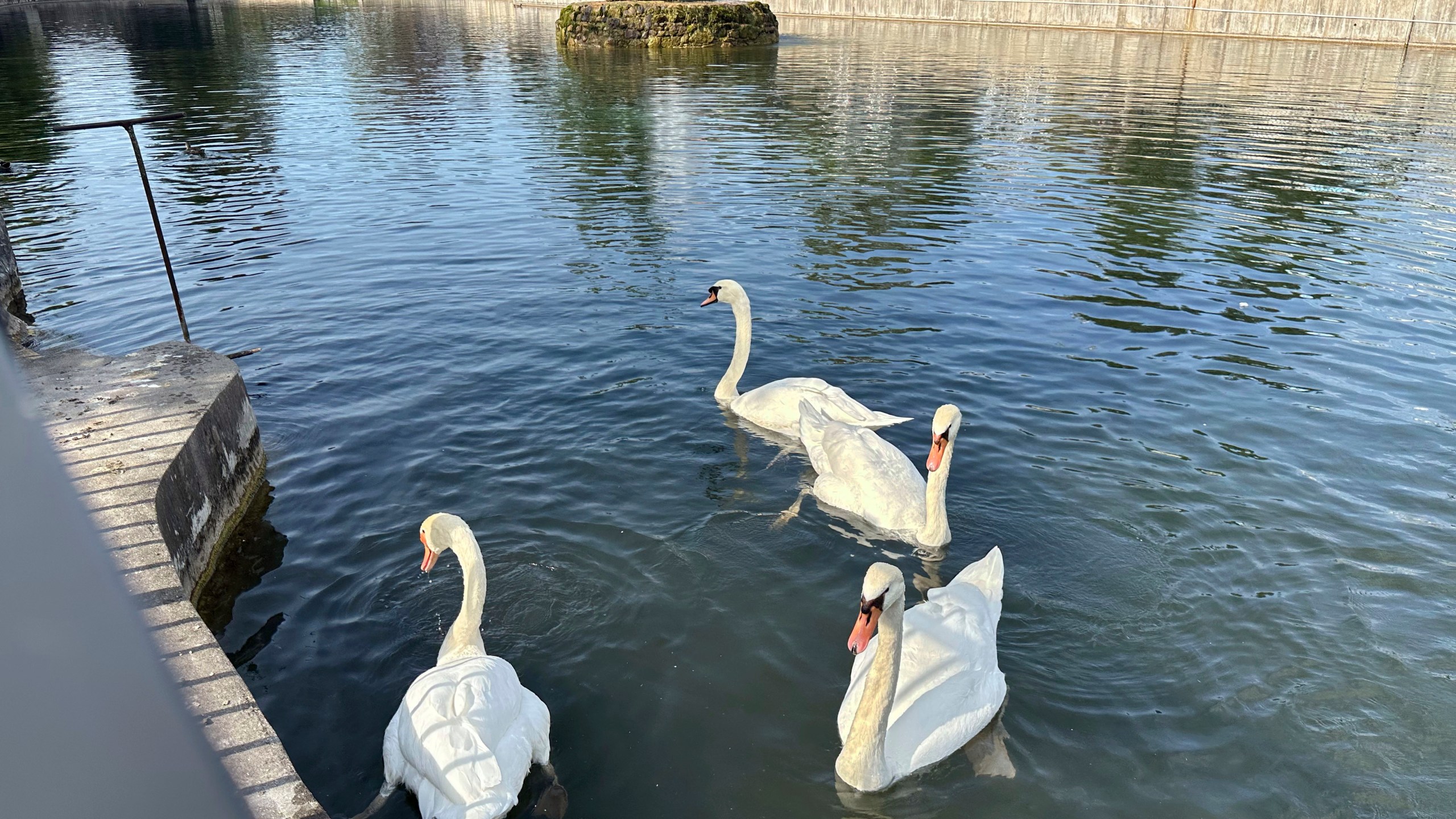 Four mute swans swim in Manlius Swan Pond, in Manlius, N.Y., Sept. 17, 2024 (AP Photo/Carolyn Thompson)