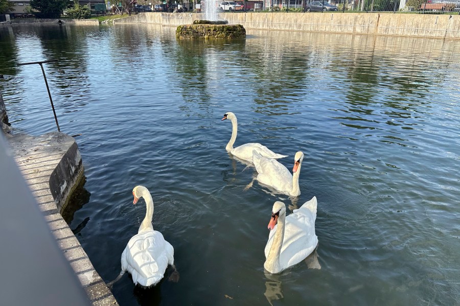 Four mute swans swim in Manlius Swan Pond, in Manlius, N.Y., Sept. 17, 2024 (AP Photo/Carolyn Thompson)