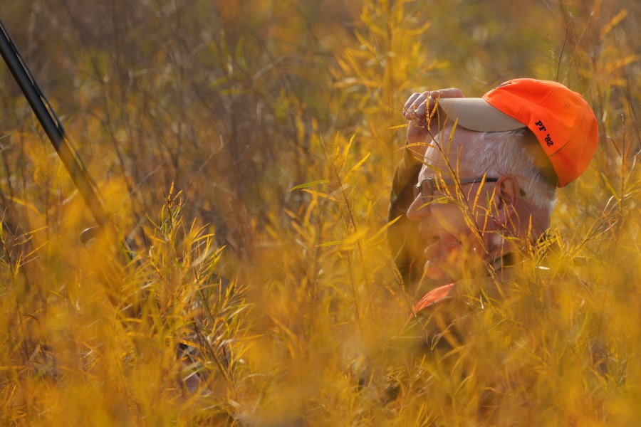 Tim Walz, Minnesota governor and Democratic vice presidential candidate, pushes through thick vegetation as he takes part in the annual Minnesota Governor's Pheasant Hunting Opener near Sleepy Eye, Minn., Saturday, Oct. 12, 2024. (Anthony Souffle/Star Tribune via AP)