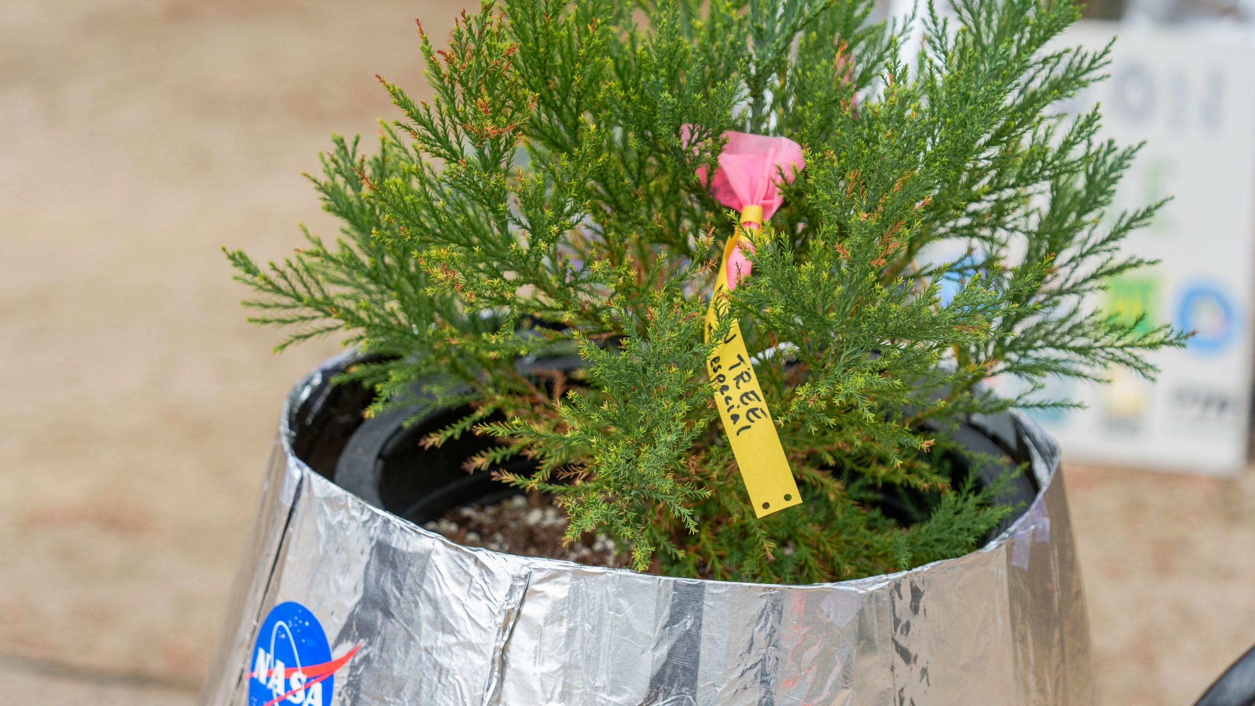 A small Giant Sequoia tree from NASA's Artemis I Mission's tree seeds that traveled around the moon twice is delivered at the Santiago STEAM Magnet Elementary School grounds, after it was honored in the spring of 2024 to become NASA Moon Tree Stewards in Lake Forest, Calif., on Monday, Oct. 14, 2024. (AP Photo/Damian Dovarganes)