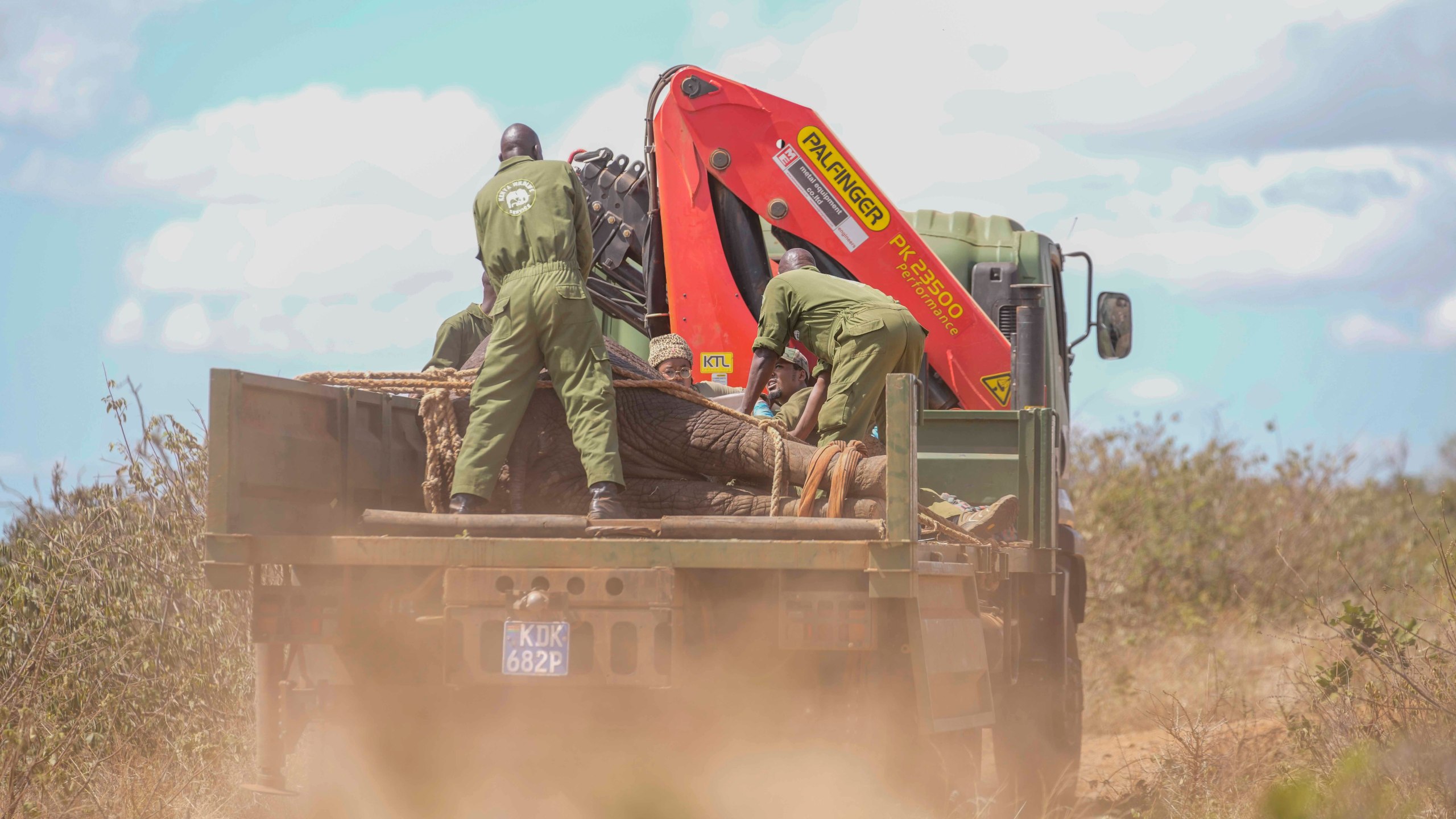 Kenya Wildlife Service rangers and capture team relocate an elephant at Mwea National Park, east of the capital Nairobi, Kenya, Monday, Oct. 14, 2024. (AP Photo/Brian Inganga)