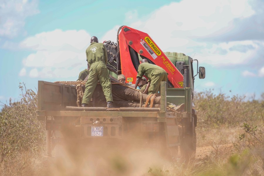 Kenya Wildlife Service rangers and capture team relocate an elephant at Mwea National Park, east of the capital Nairobi, Kenya, Monday, Oct. 14, 2024. (AP Photo/Brian Inganga)