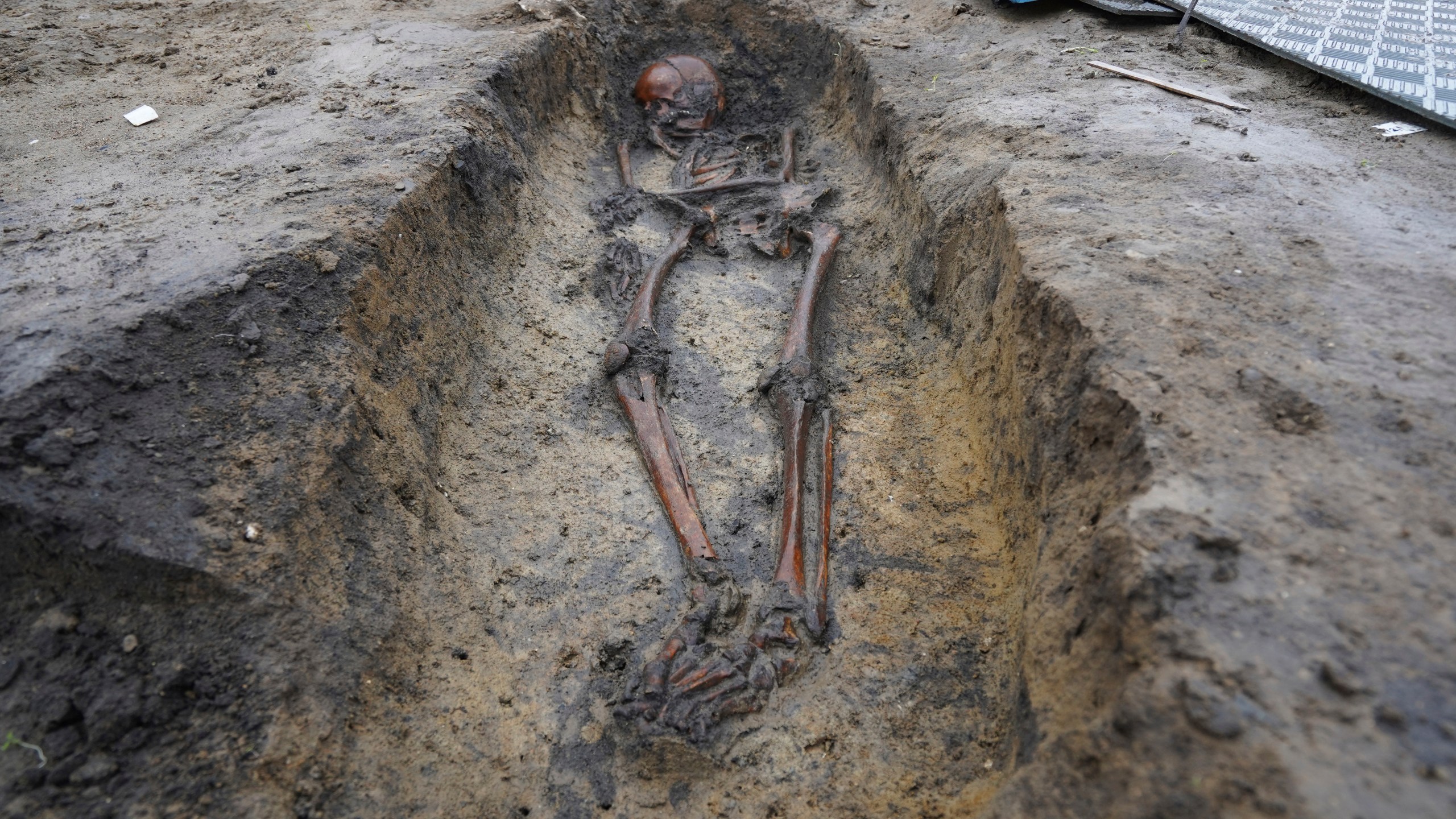 Skeletons and skulls sit in graves at an excavation site of a 10th century Viking burial ground in Aasum, Denmark, Monday, Oct. 7, 2024. (AP Photo/James Brooks)