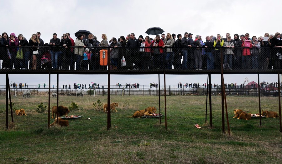 FILE - Visitors watch the lions in the Taigan Safari Park, about 50 km (31 miles) east of Simferopol, Crimea, April 12, 2014. (AP Photo/Alexander Polegenko, File)