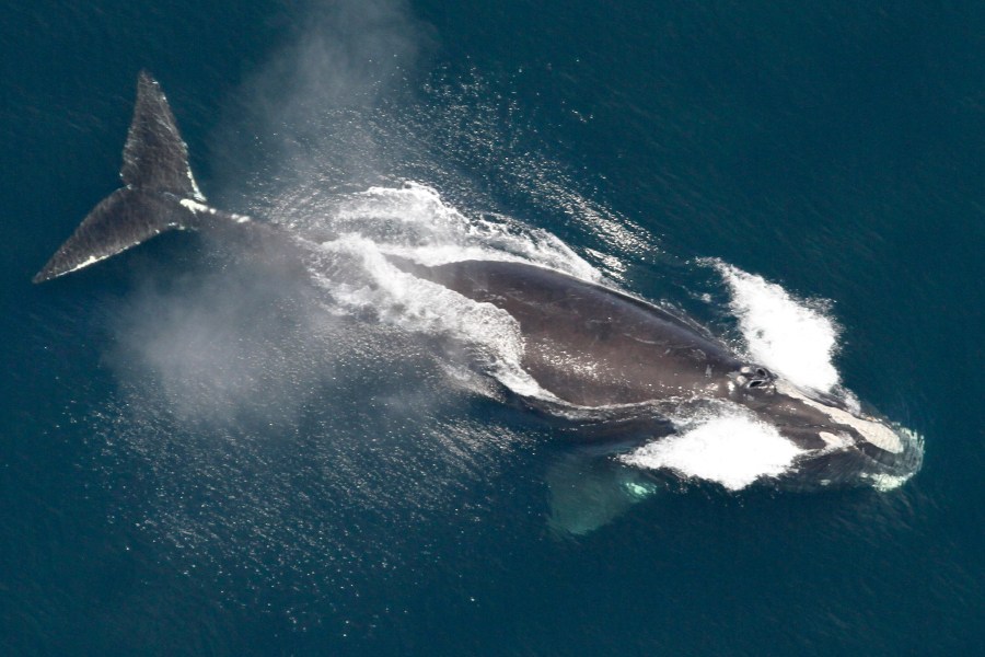 FILE - This image provided by NOAA, shows a North Atlantic right whale in the waters off New England, May 25, 2024. (NOAA via AP, File)