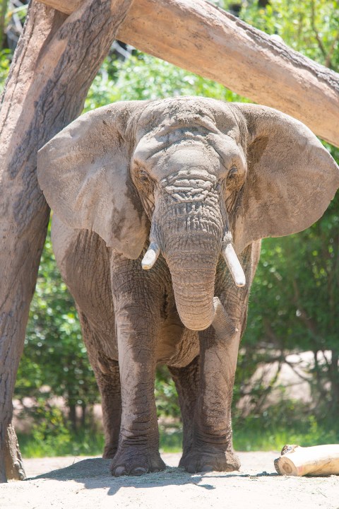 This undated photo provided by the Cheyenne Mountain Zoo shows elephant Kimba at the Zoo in Colorado Springs, Colo. (Cheyenne Mountain Zoo via AP)