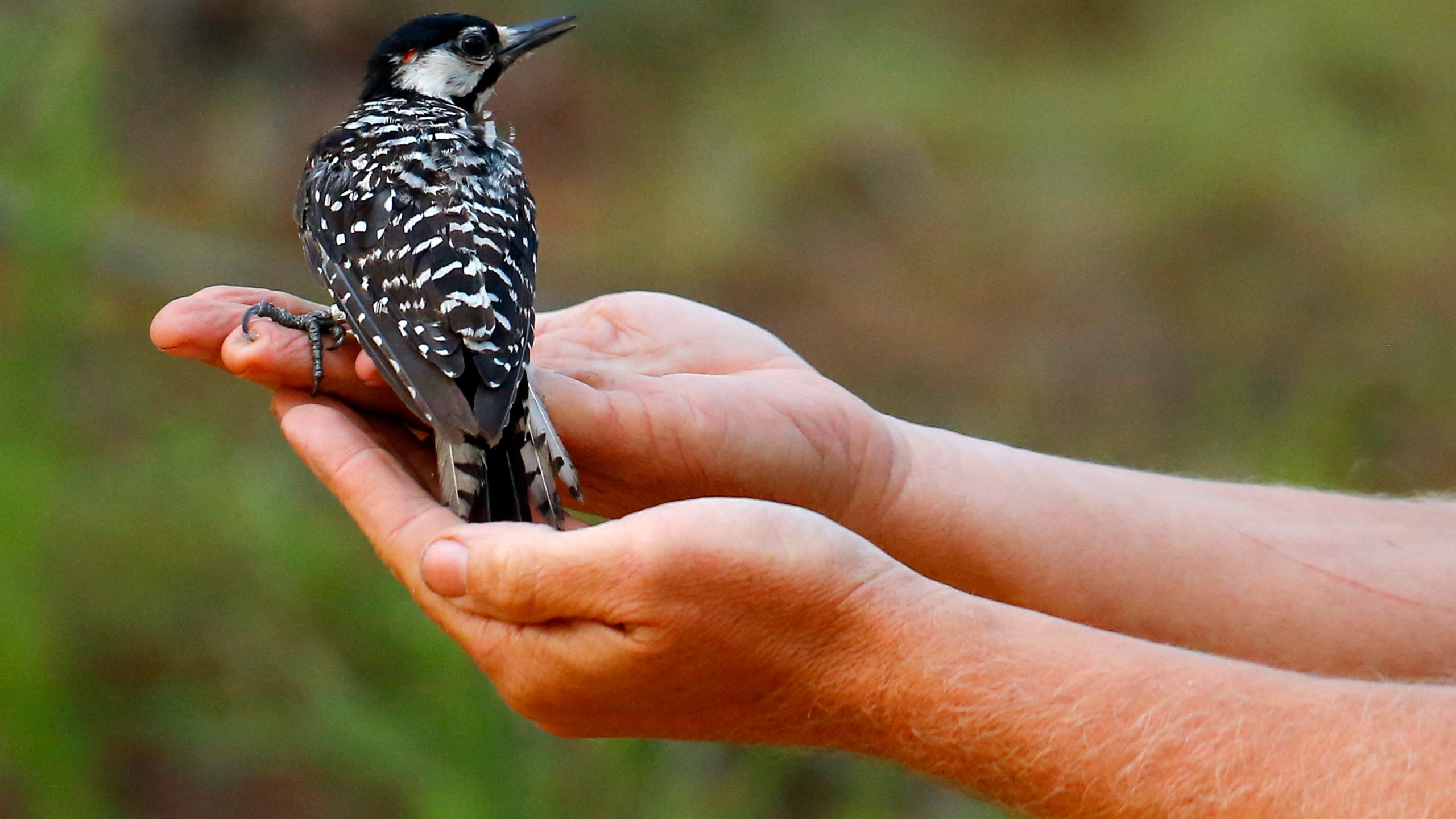 FILE - In this July 30, 2019, file photo, a red-cockaded woodpecker looks to a biologist as it is released back into in a long leaf pine forest at Fort Bragg in North Carolina. (AP Photo/Robert F. Bukaty, File)