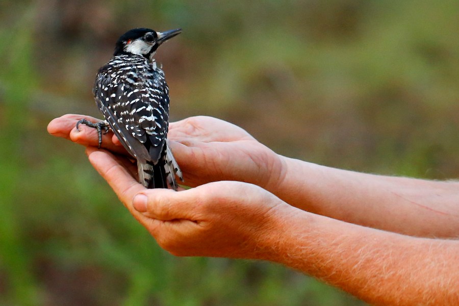 FILE - In this July 30, 2019, file photo, a red-cockaded woodpecker looks to a biologist as it is released back into in a long leaf pine forest at Fort Bragg in North Carolina. (AP Photo/Robert F. Bukaty, File)