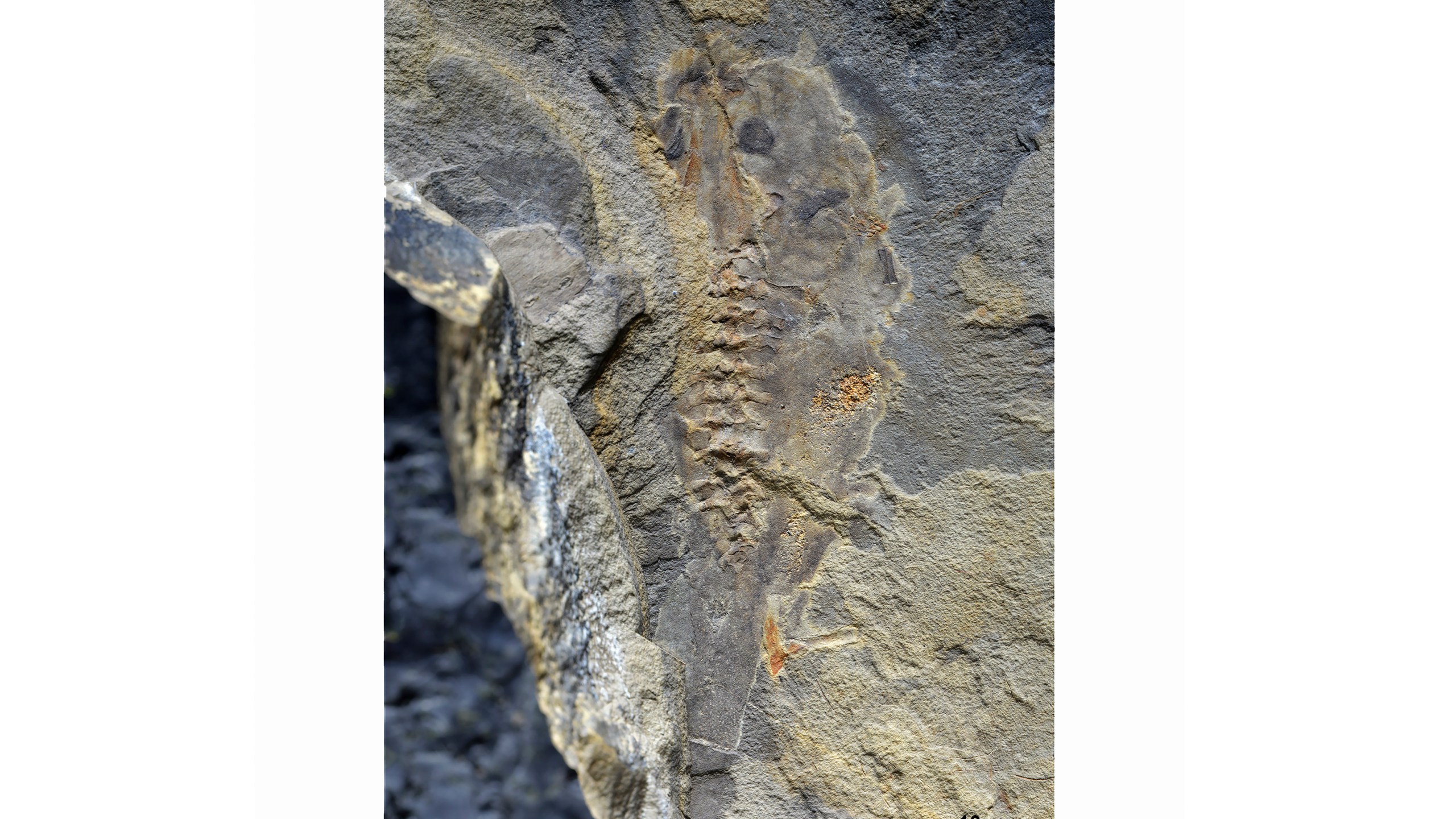 This image provided by Mariana Chuliver shows the oldest-known tadpole fossil found in Patagonia, Argentina. (Mariana Chuliver via AP)