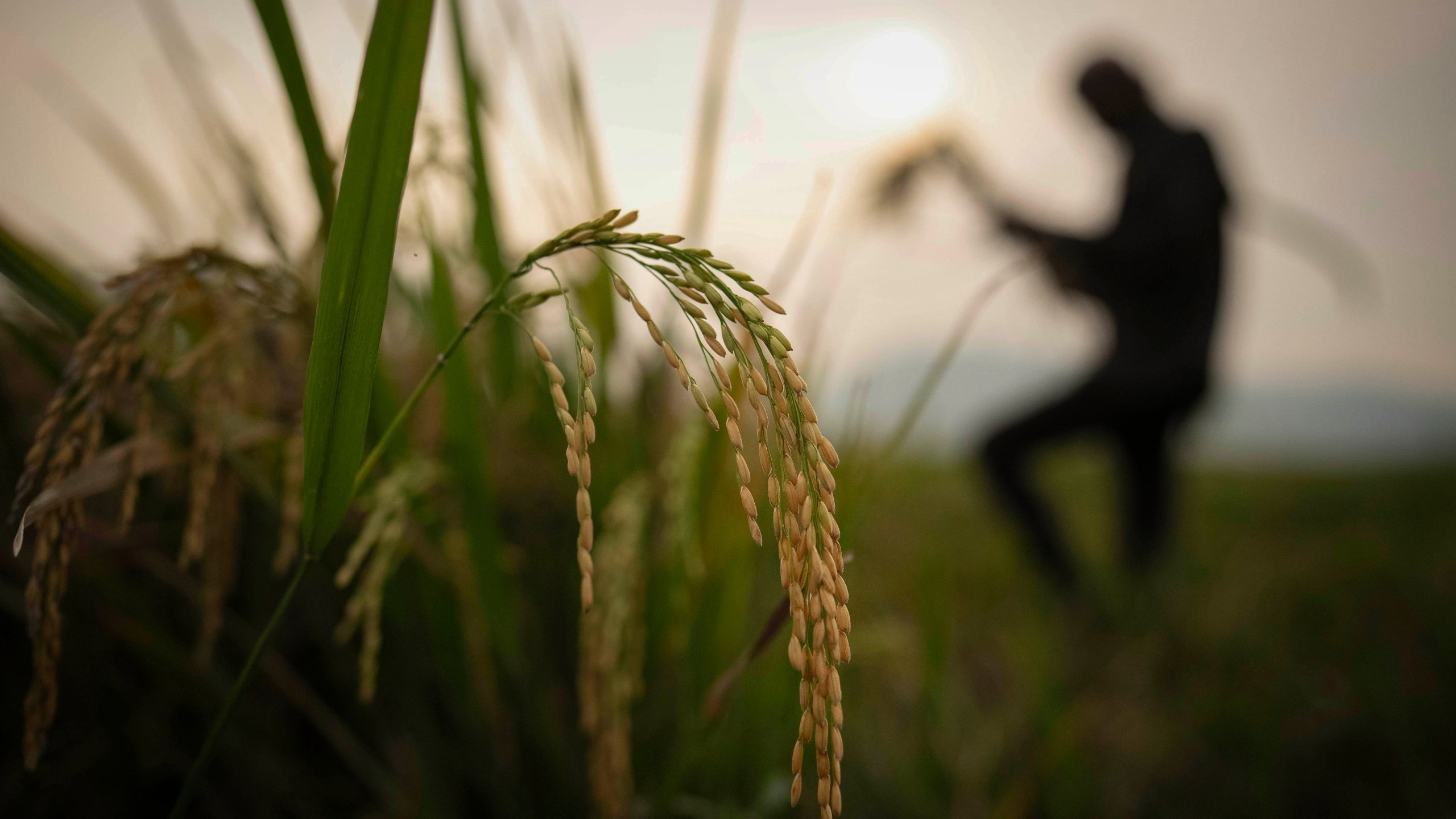 FILE- A farmer harvests rice crop in a paddy field on the outskirts of Guwahati, India, on June 6, 2023. (AP Photo/Anupam Nath, File)