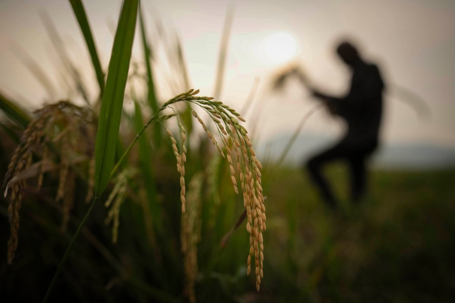 FILE- A farmer harvests rice crop in a paddy field on the outskirts of Guwahati, India, on June 6, 2023. (AP Photo/Anupam Nath, File)