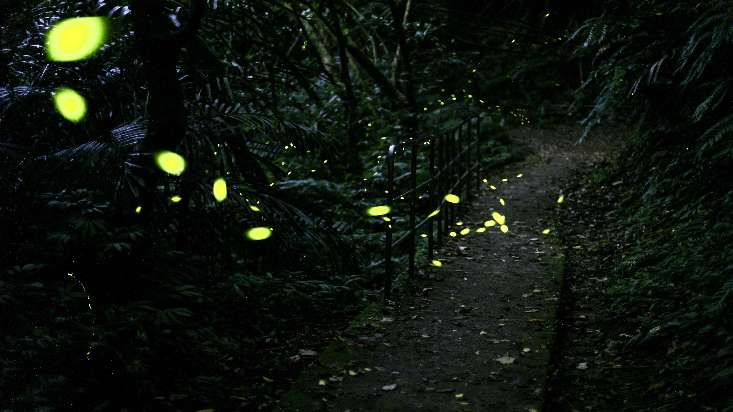 A long exposure photo shows a swarm of fireflies at Longgang Trail in Keelung on May 7, 2024.