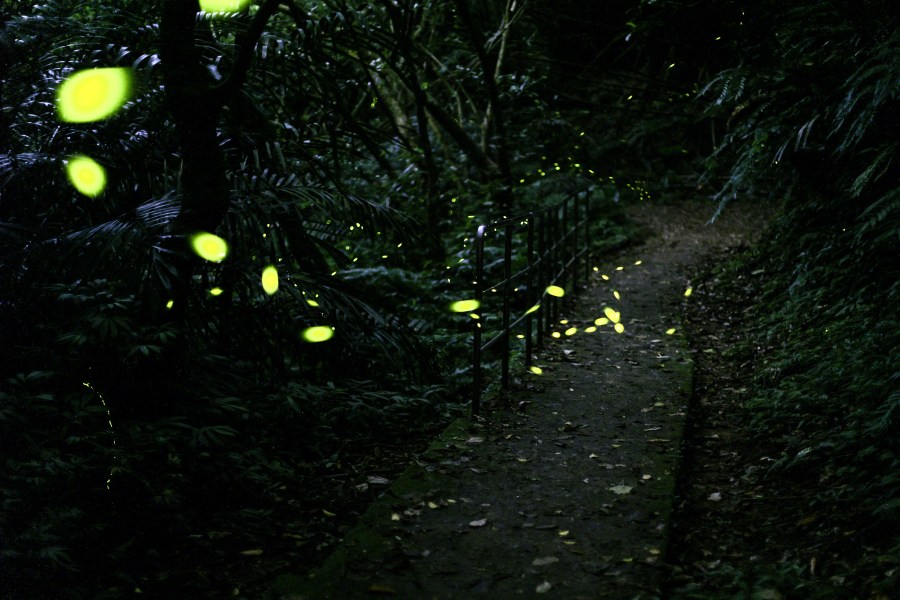 A long exposure photo shows a swarm of fireflies at Longgang Trail in Keelung on May 7, 2024.