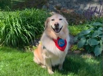 Ben the dog sits in front of a bush in an undated photo.