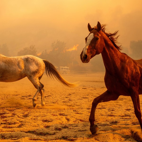 Horses gallop in an enclosure at Swanhill Farms as the Mountain Fire burns in Moorpark, Calif., on Thursday, Nov. 7, 2024. (AP Photo/Noah Berger)