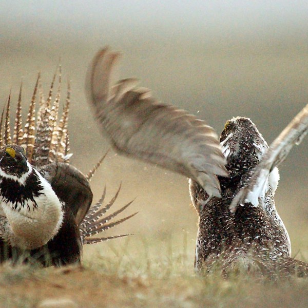 FILE - In this May 9, 2008, file photo, male sage grouses fight for the attention of females southwest of Rawlins, Wyo. (Jerret Raffety/The Rawlins Daily Times via AP)