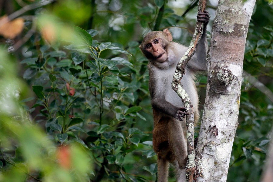 In this Friday, Nov. 10, 2017 photo, a rhesus macaques monkey observes kayakers as they navigate along the Silver River in Silver Springs, Fla. (AP Photo/John Raoux, File)