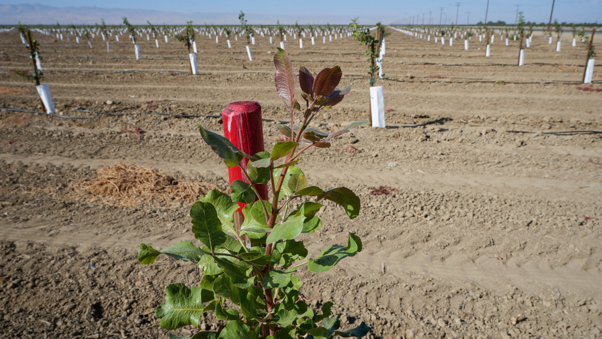 A pistachio plant is marked at the Wonderful Pistachios & Almonds in Lost Hills, Calif., on Friday, Oct. 25, 2024. (AP Photo/Damian Dovarganes)