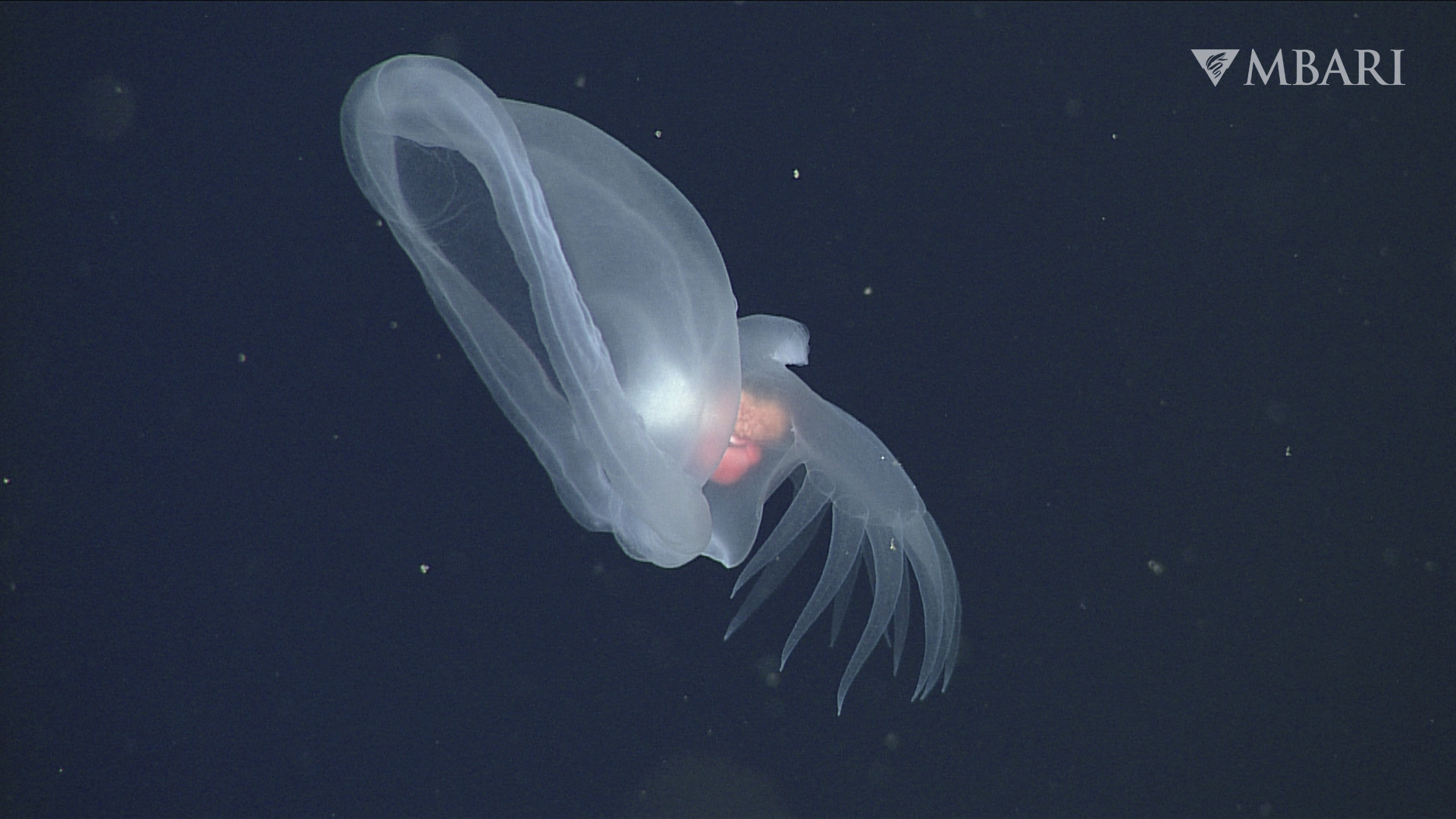 This undated photograph, provided by Monterey Bay Aquarium and Research Institute, shows a mystery mollusk (Bathydevius caudactylus), observed by MBARI's remotely operated vehicle (ROV) Doc Ricketts offshore of Central California at a depth of approximately 1,660 meters. (MBARI via AP)