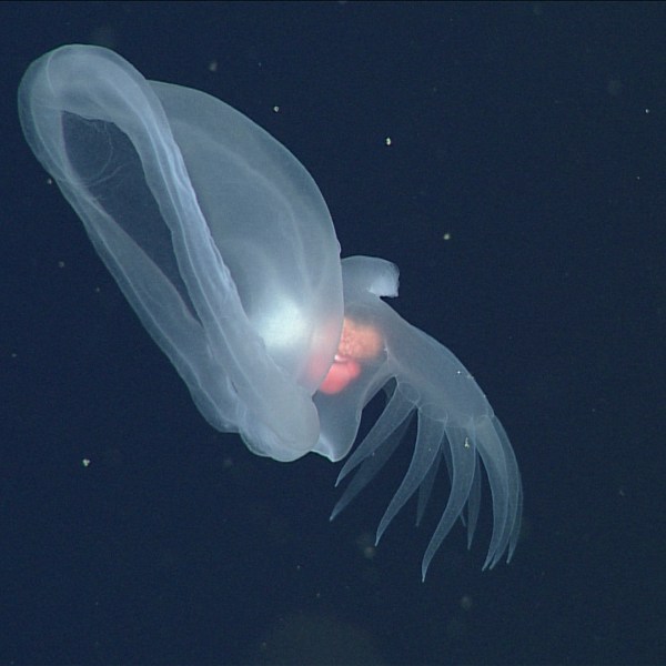 This undated photograph, provided by Monterey Bay Aquarium and Research Institute, shows a mystery mollusk (Bathydevius caudactylus), observed by MBARI's remotely operated vehicle (ROV) Doc Ricketts offshore of Central California at a depth of approximately 1,660 meters. (MBARI via AP)