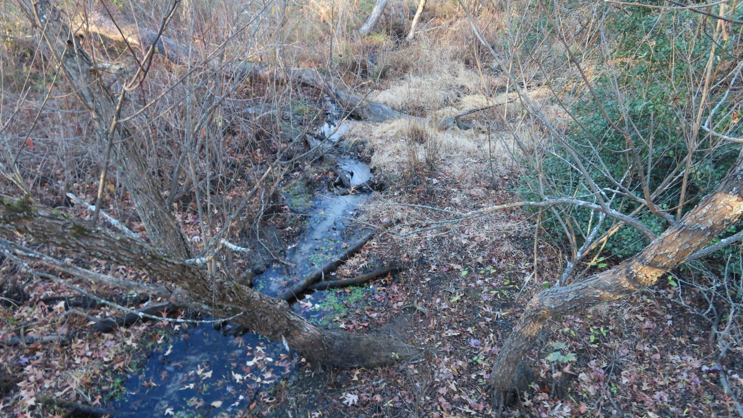 A stream in Allaire State Park in Wall, N.J., has shrunk to a trickle on Tuesday, Nov. 12, 2024, amid record-breaking dry conditions in New Jersey. (AP Photo/Wayne Parry)